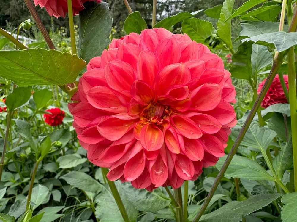 Dahlia 'Barbarry Fusilier' (Barbarry Fusilier Dahlia) — Northwest